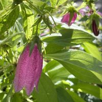 ホタルブクロ,ラベンダー,ラミウム,イトバハルシャギク,ブットレアの画像