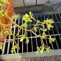 スベリヒユ,スベリヒユの画像