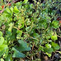 スベリヒユ,スベリヒユ,カタバミの画像