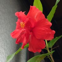 サンパチェンス,ハイビスカス,バラ,ユリ,ハイビスカス 八重咲きの画像