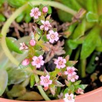 クラッスラ,平和を願う☆,小さな庭の画像