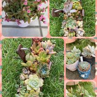 ファンクイーン,ハムシー,クーペリー,ドミンゴ,アメイジンググレイスの画像