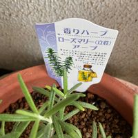 ローズマリー,芝桜,宿根バーベナ,GS映え,GS日和の画像