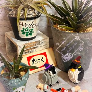 アガベ,アガベ　笹の雪,アガベ　笹の雪,アガベ　笹の雪,ディッキア．の画像