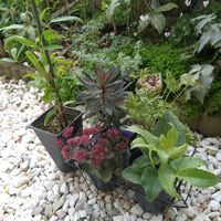 カラスバミセバヤ,ユーフォルビア ブラックバード,クレマチス ソシアリス,アリウム　シクラム,クリスマスローズ スターダストの画像