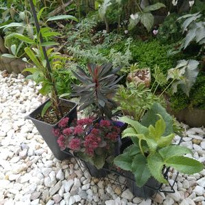 カラスバミセバヤ,ユーフォルビア ブラックバード,クレマチス ソシアリス,アリウム　シクラム,クリスマスローズ スターダストの画像