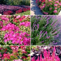 ドラゴンフルーツ,ヒメリンゴ,アデナンサス クネータス,植物園にて～♡,アデナンサス・クネータスバスケットフラワーの画像