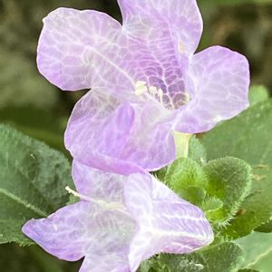 ハーブティー,自然大好き,秋ですね♪,お花大好き,ウォーキングの楽しみの画像