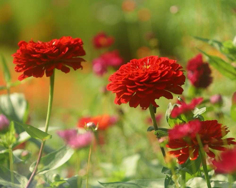 maroさんの里山ガーデン（大花壇）への投稿