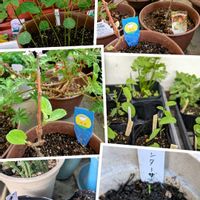 ボリジ,ローゼル,ハーブ,思い出,鶴舞公園の画像