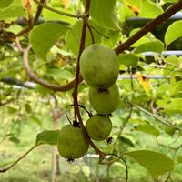 サルナシ,ジャンボニンニク,サルナシ（コクワ）,平戸ニンニク,カールくんの画像