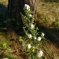 ヨモギ,ヨモギクキワタフシ,山野草,野草,虫こぶの画像