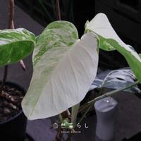 モンステラ,観葉植物,植物のある暮らし,肥料,自然のある暮らしの画像