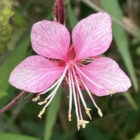 ガウラ,お出かけ先にての画像