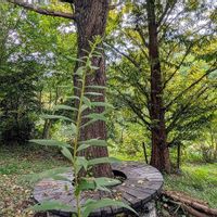 セイタカアワダチソウ,ノコンギク,ホタルブクロ,野紺菊,蛍袋の画像