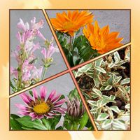 アサギリソウ,ガウラ,ガザニア,ニチニチソウ,ハーデンベルギアの画像