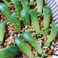 淡雪,マッコス,マッコス,多肉植物,ダイソーの画像