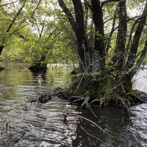 ヨシ,ジョロウグモ,ハンノキ,ナガコガネグモ,ヌマガヤの画像