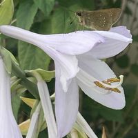 ギボウシ,お出かけ先にての画像