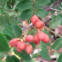 ウメモドキ,ウメモドキ,マユミ,マユミ,サンショウの画像