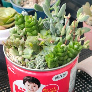 レモータ,ルドリッツ,ロゲルシー,玉稚児,ホッテントッタの画像