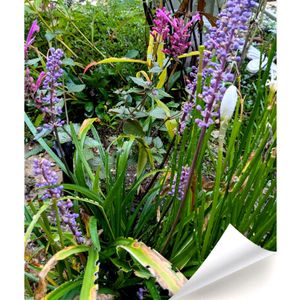 ヤブラン,宿根草,アガスターシェ,ガーデニング,花のある暮らしの画像