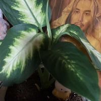 ヤマブキ,ヒポエステス,サンスベリアミカド,ディフェンバキアカミーラ,星咲きルコウソウの画像