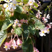 バジル,ベゴニア,レモンバーベナ,ホーリーバジル,木立ベゴニアの画像