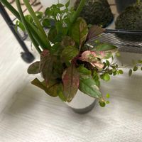 ヒポエステスの画像