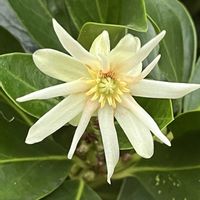 シキミ,シキミ,(果実),常緑低木,花木の画像