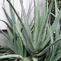 オシロイバナ,タマスダレ,アロエベラ,ストロビランサス,ｵｼﾛｲﾊﾞﾅの画像