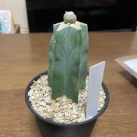 松露玉,ブロスフィルデア・松露玉,接木サボテンの画像