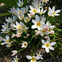 タマスダレ,感謝,花のある暮らし,いつまでも,き　れ　い❤の画像