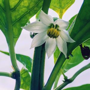 ピーマン,ガーデニング,ネコ好き,プランター野菜,夏野菜の画像