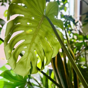 モンステラ,可愛い,成長記録,緑のある暮らし,寝室の画像