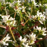 ユーフォルビア ダイヤモンドスター,コバルト セージ,バラ  カラーオブジュピター,花のある暮らし,秋の気配の画像