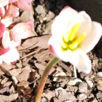 ヘリオトロープ,カリメリス・七変化,今日のお花,Juneの会,白い水曜日♡の画像