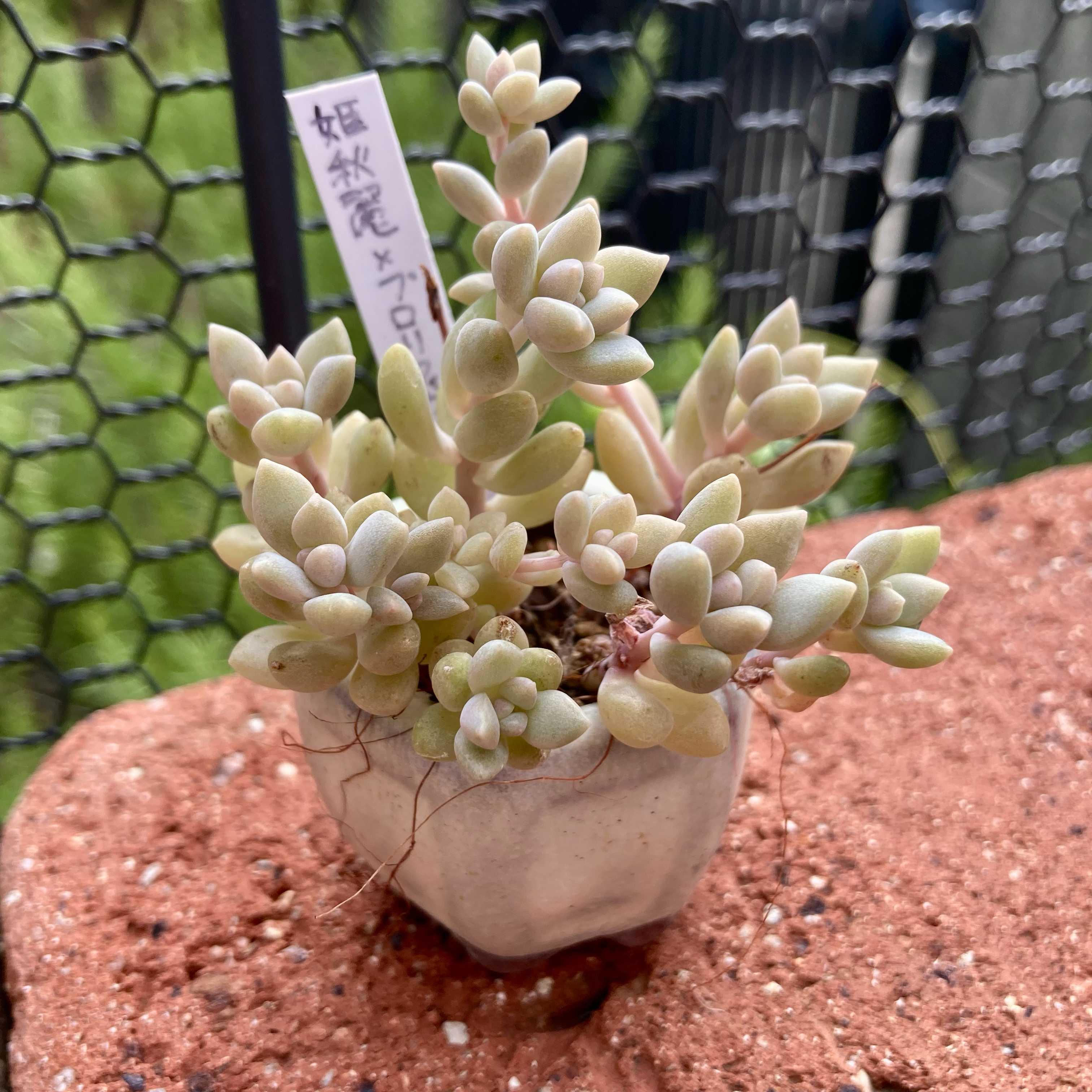 姫秋麗xプロリフィカの投稿画像 by はなずきんさん｜はなずきん姫秋麗x