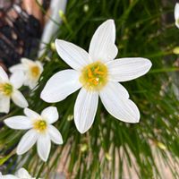 オーニソガラムの画像