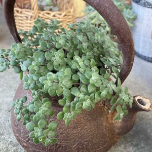 ブロウメアナ,ミルクゥージ,サビサビ,サビサビ雑貨,おぎのやの釜飯の画像