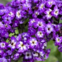 ヘリオトロープ,甘い香り,ヒラタアブ,玄関の画像