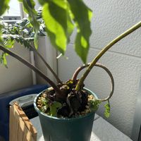 リュウビンタイの画像