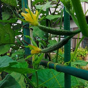 オクラ,オクラ,オクラ,キュウリ,ガーデニングの画像