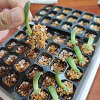 淡雪,マッコス,マッコス,マッコス,マッコスの画像