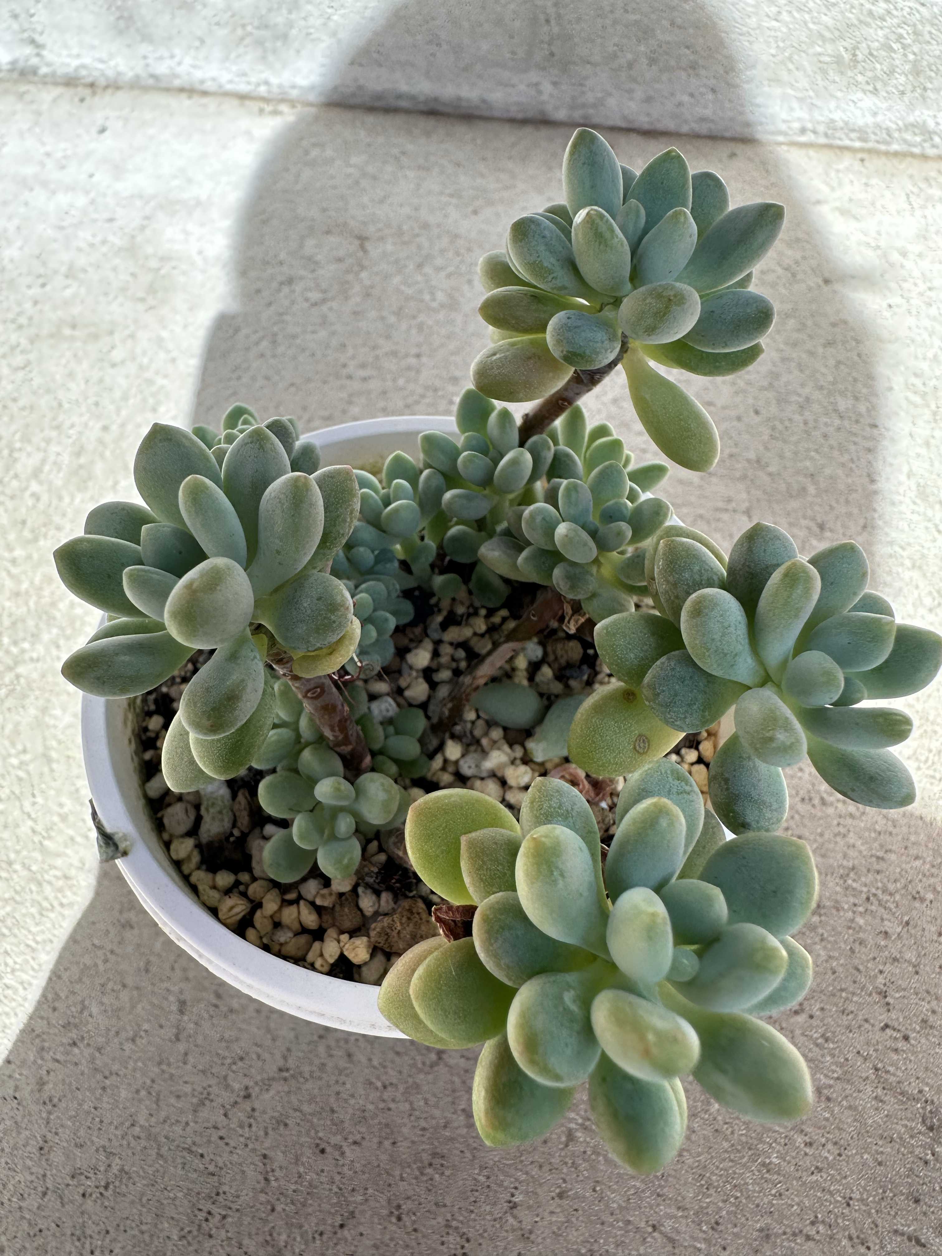 ロッティ交配の一覧｜🍀GreenSnap（グリーンスナップ）