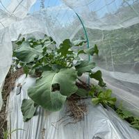 芽キャベツ,早生万蕾（ブロッコリー）,なつかり（カリフラワー）,おうち園芸,おうちde菜園の画像