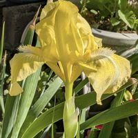 ジャーマンアイリス,ドイツアヤメ,ジャーマンアイリス 黄色,黄色い花,花のある暮らしの画像