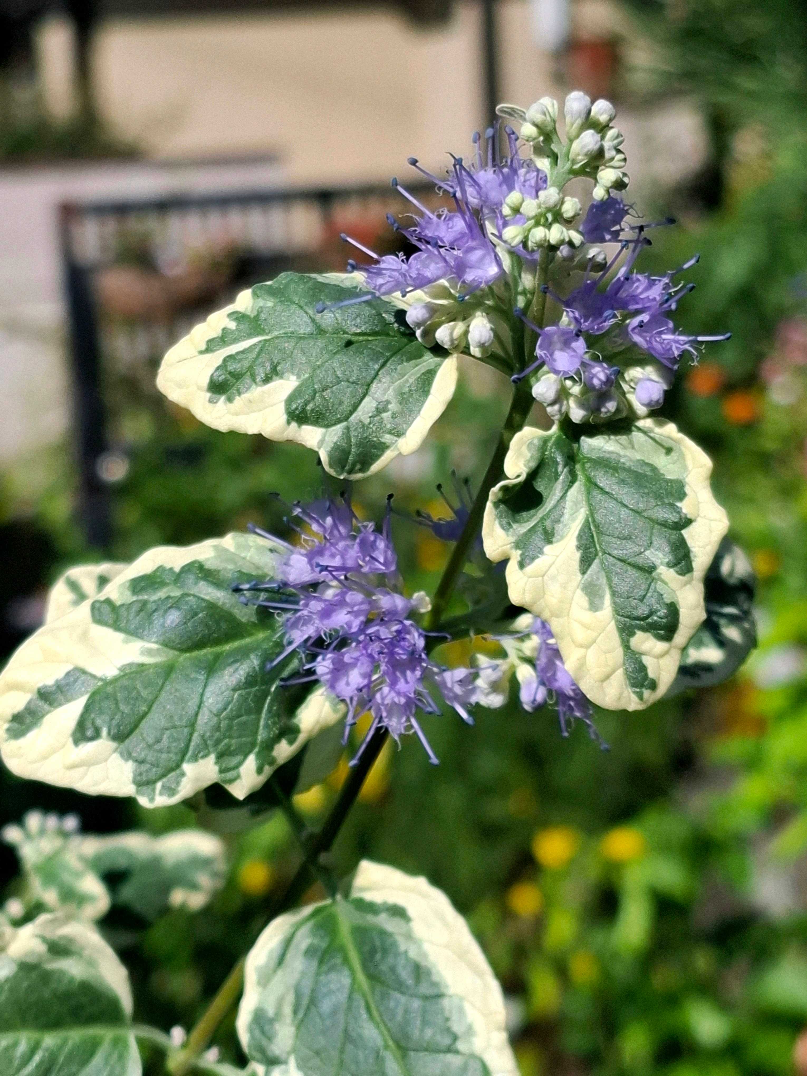 ポリシャスはどんな観葉植物？育て方や花言葉は？風水的にはどこに置く