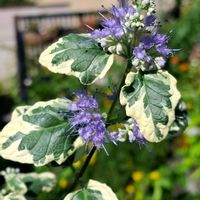 ポリシャス,ポリシャス,サルビア・レウカンサ,サルビア・レウカンサ,カリオプテリス　ホワイトサプライズの画像