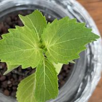 大葉,アオジソ,野菜 水耕栽培,キッチンの画像